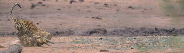 African safari games online games African safari games online games