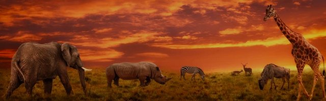 African Wildlife Games