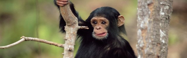 Chimpanzee Game