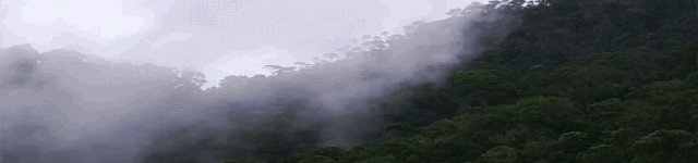 Rainforest Games
