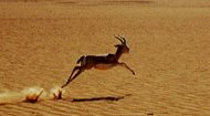 Gazelle Game